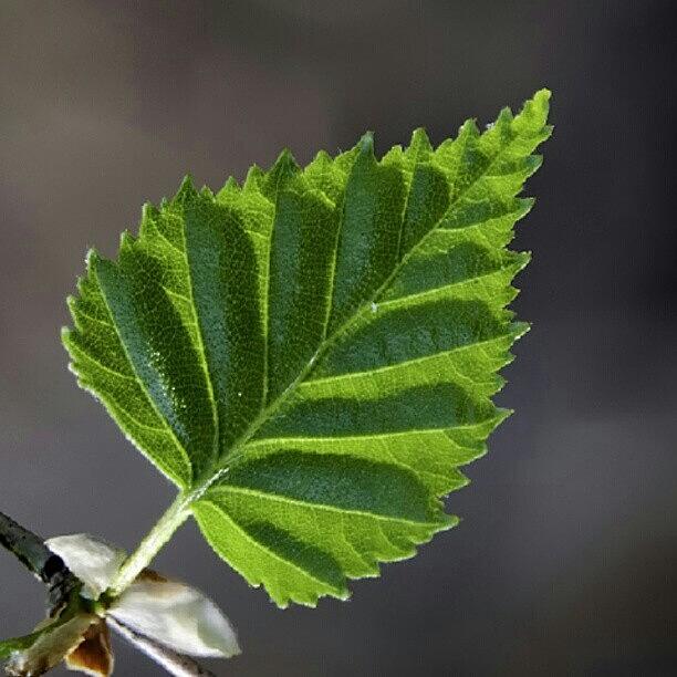 Spring Photograph - #wild #macro #closeup #nature #leaf by Andrey Suchkov