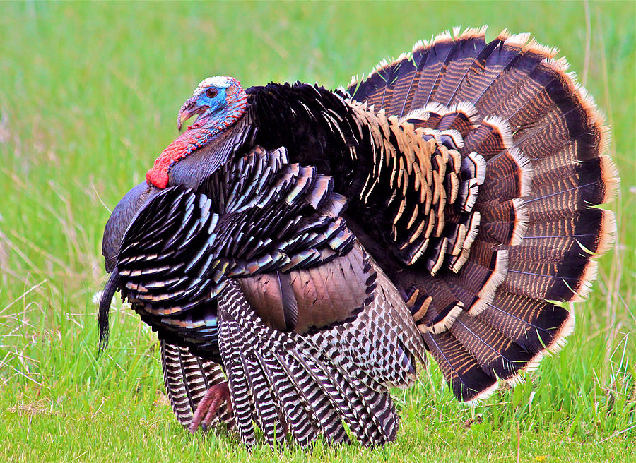 Wildlife Photograph - Wild Merriams Turkey Tom by Karon Melillo DeVega