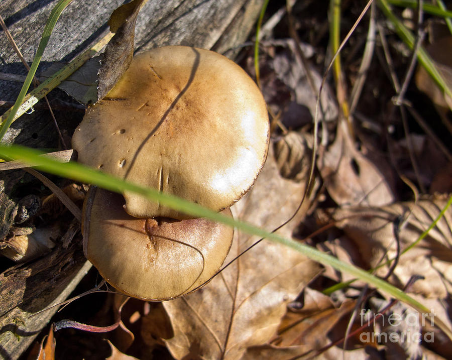 Wild Mushroom Photograph by Arlene Carmel