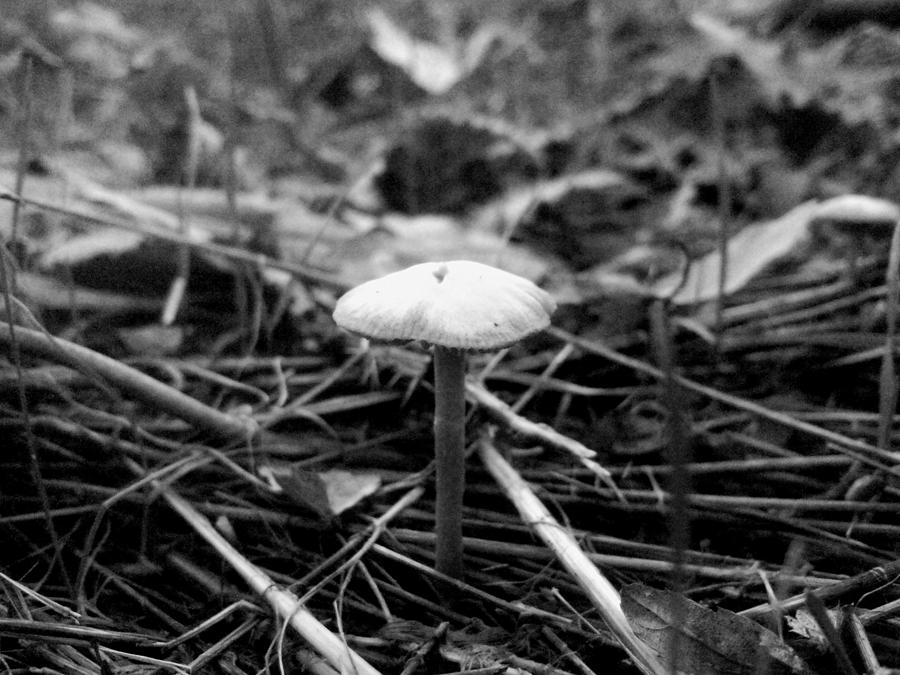 Wild Mushroom In Black And White Photograph by Aris Anthopoulos