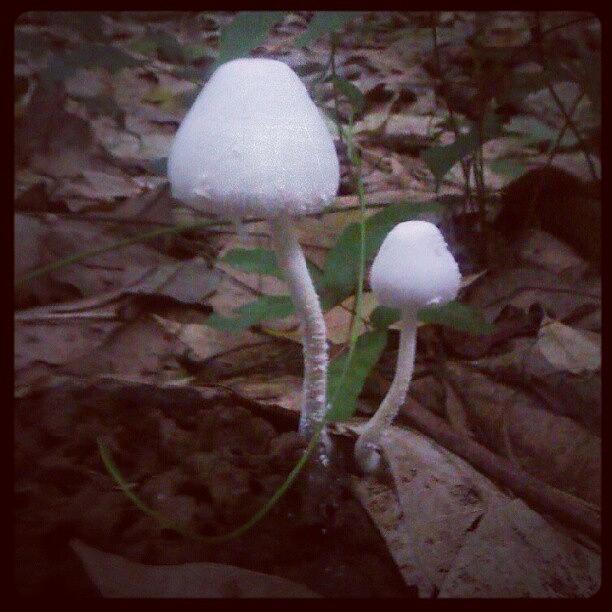 Mushroom Photograph - Wild mushroom by Nawarat Namphon