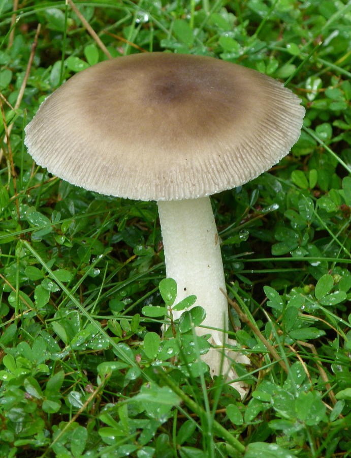 Mushroom Photograph - Wild Mushroom by Richard Bryce and Family