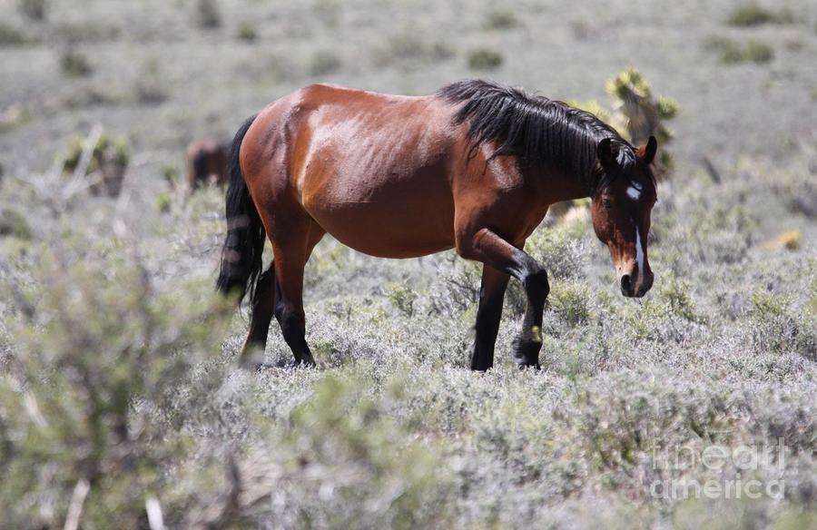 Wild Mustang - Grazing Photograph by R and R Photography