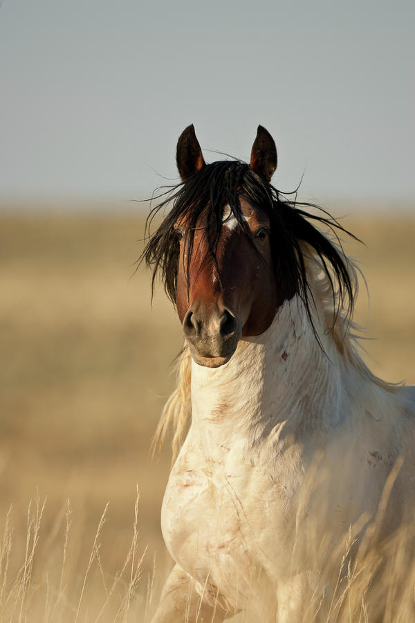 Wild Mustang Band Stallion Photograph by D Robert Franz