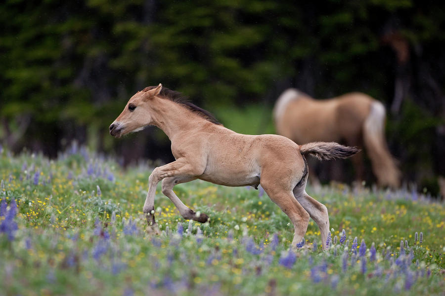 Wild Mustang Foal in Flowers Photograph by D Robert Franz