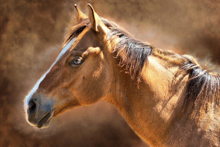 Wild Mustang Digital Art by Mary Almond