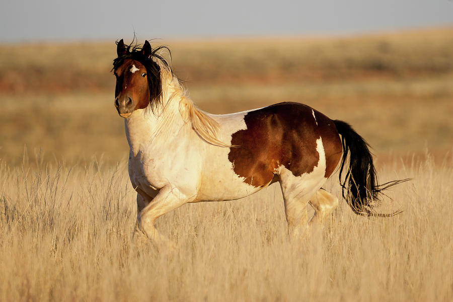 Wild Mustang Stallion Photograph by D Robert Franz
