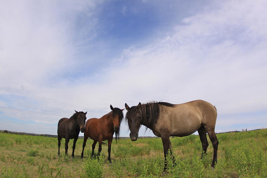 Wild Mustangs on the High Plains Photograph by Kate Purdy
