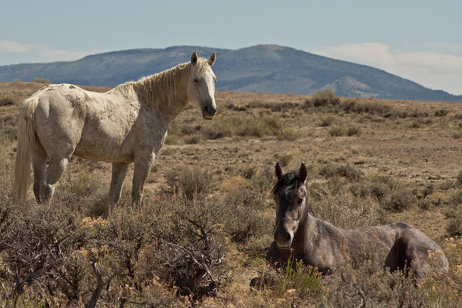 Wild Mustangs Stallions at Sand Wash Photograph by Daniel Hebard