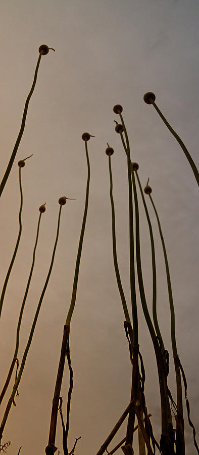 Insects Photograph - Wild Onions by Stelios Kleanthous