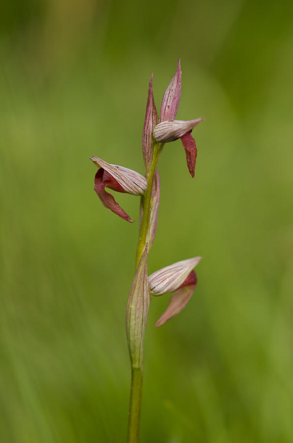 Wild Orchid Photograph by Perry Van Munster