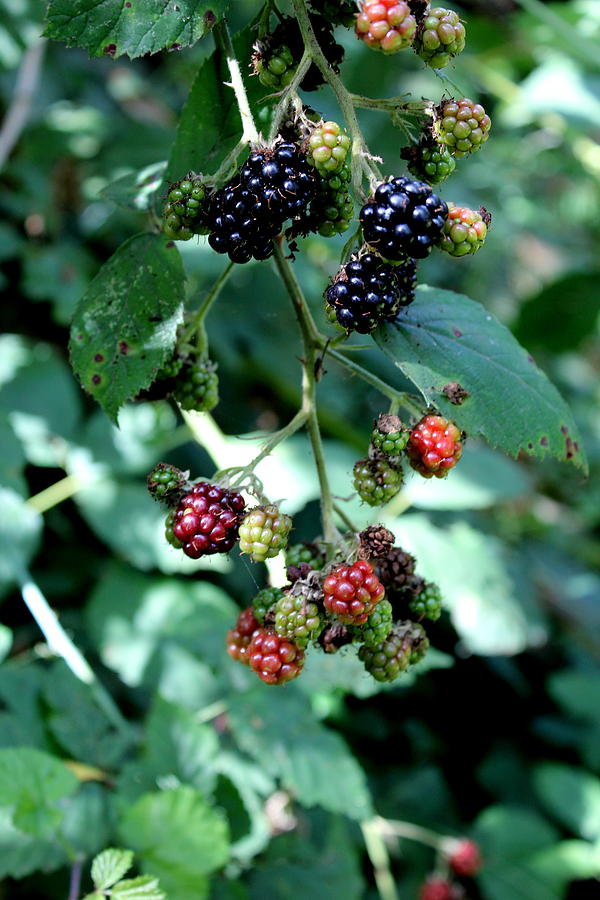Wild Oregon Blackberries Photograph by Jo Sheehan