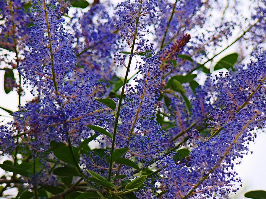 Wild Oregon Lilac Photograph by Nick Kloepping