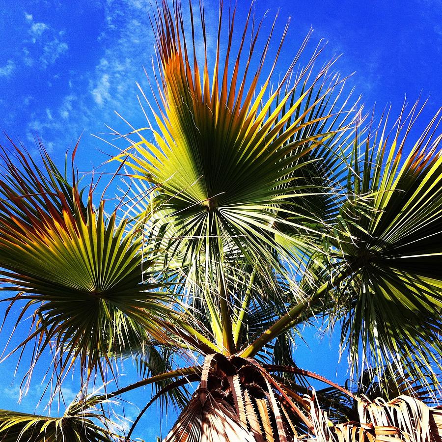 Los Angeles Photograph - Wild Palm Tree by Ann Marie Donahue
