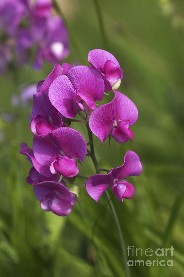 Wild Pea Photograph by Sharon Talson