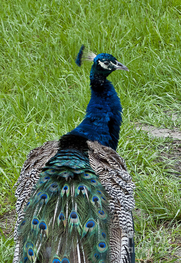 Wild Peacock Photograph - Wild Peacock Fine Art Print