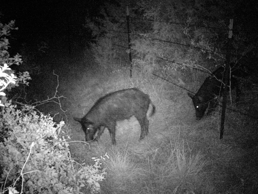 Wild Pigs 2 Photograph by James Granberry