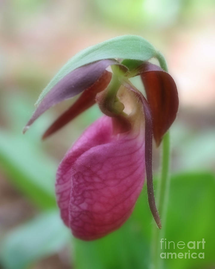 Wild Pink Lady Slipper Orchid Photograph by Smilin Eyes Treasures