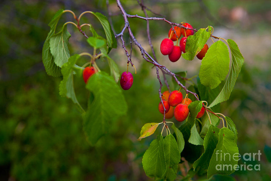 Wild Plum Photograph by Barbara Schultheis