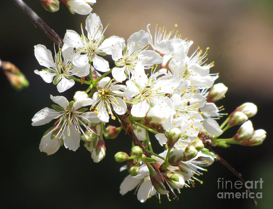 Wild Plum  Photograph by Michele Penner