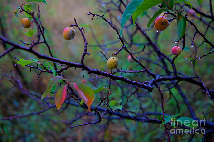 Wild Plums Photograph by Barbara Schultheis