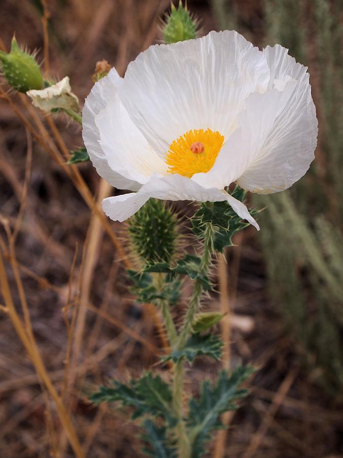 Wild Poppy Photograph by Christy Austin - Fine Art America