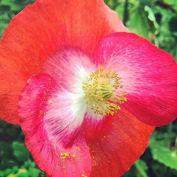 Summer Photograph - Wild Poppy. #red #flower #wildflower by Shannon Ferguson