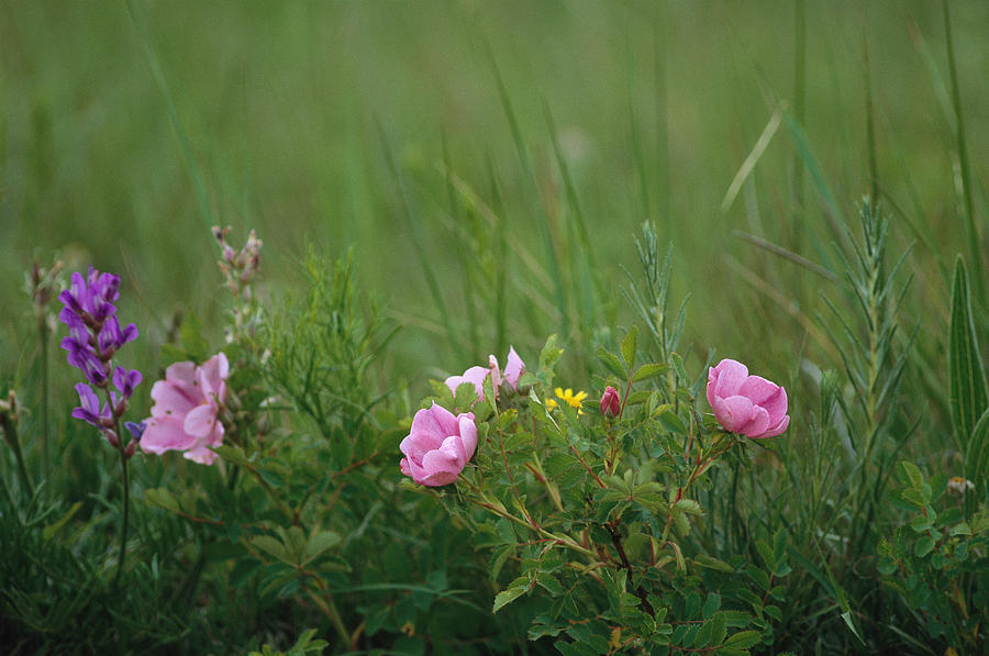 Wild Prairie Roses Bloom Among Grasses Photograph by Annie Griffiths