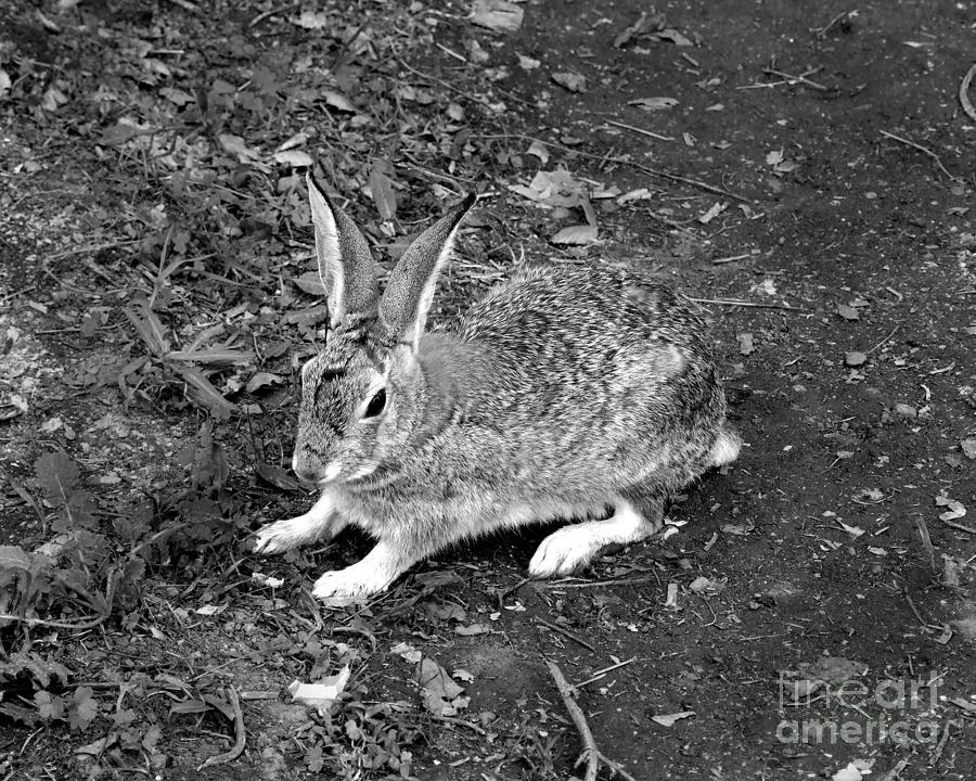 Wild Rabbit Photograph Photograph by Kristen Fox