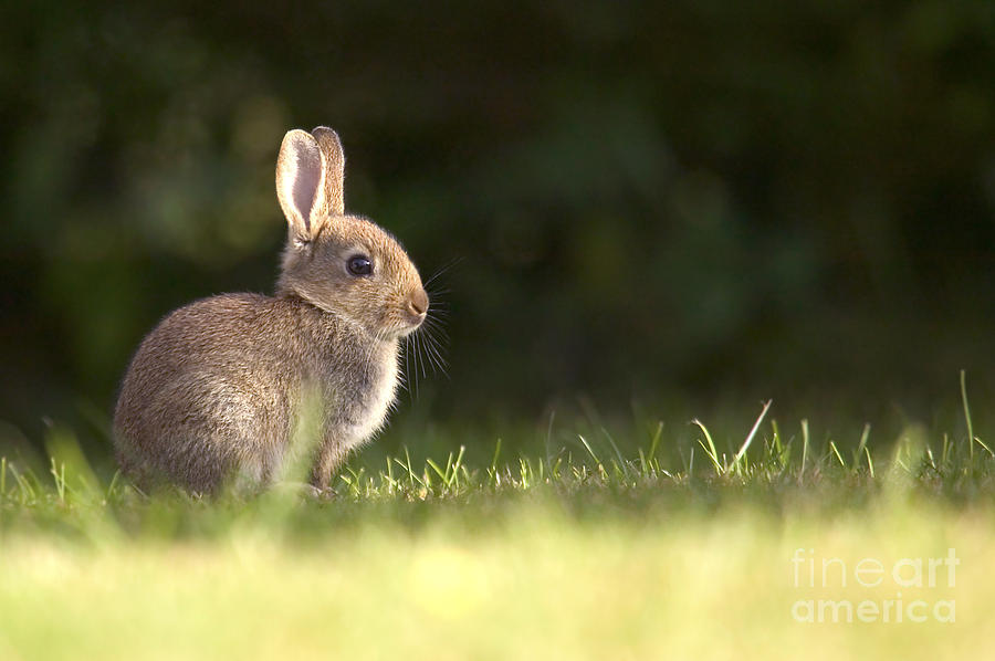 Easter Photograph - Wild rabbit by Richard Thomas