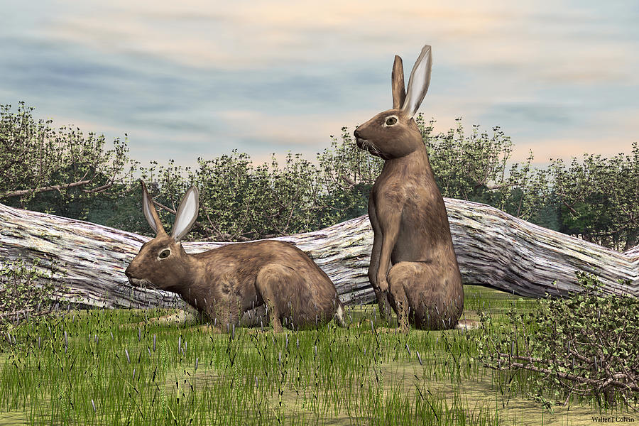 Wild Rabbits Digital Art by Walter Colvin
