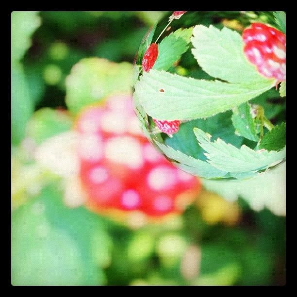 Nature Photograph - Wild Raspberries Growing In My by Tyler McCall