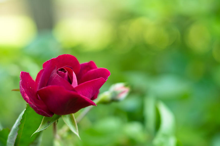Wild Red Rose with Green Background Photograph by Lori Coleman