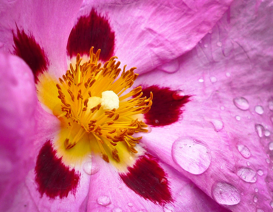 Wild Rose After Rain Photograph by Ronda Broatch