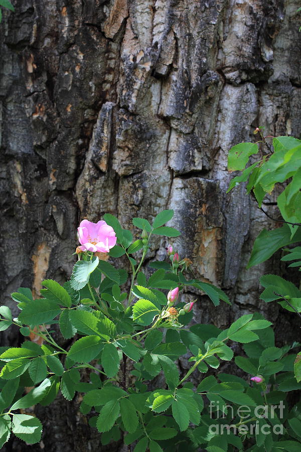 Wild Rose and Balsam Poplar Photograph by Jim Sauchyn
