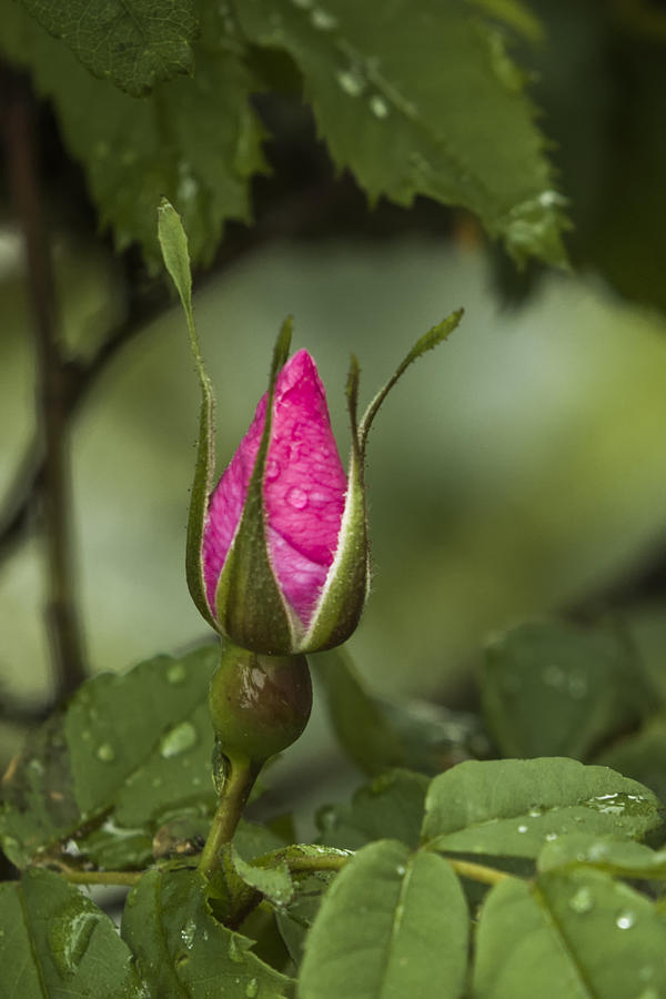 Wild Rose Bud Photograph by Albert Seger
