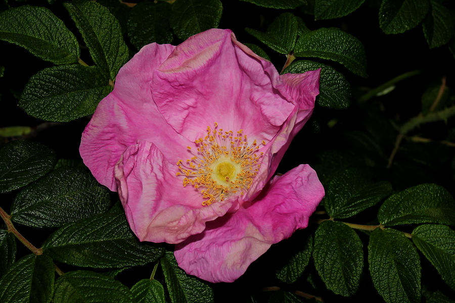 Wild Rose I 2011 Photograph by Robert Morin