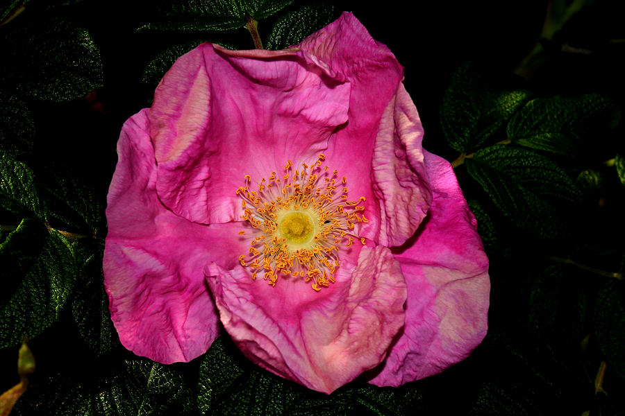 Wild Rose II 2011 Photograph by Robert Morin