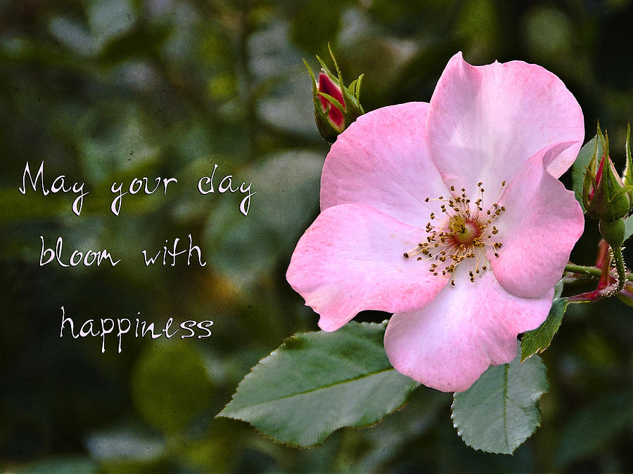 Wild Rose With Quote by Marion McCristall