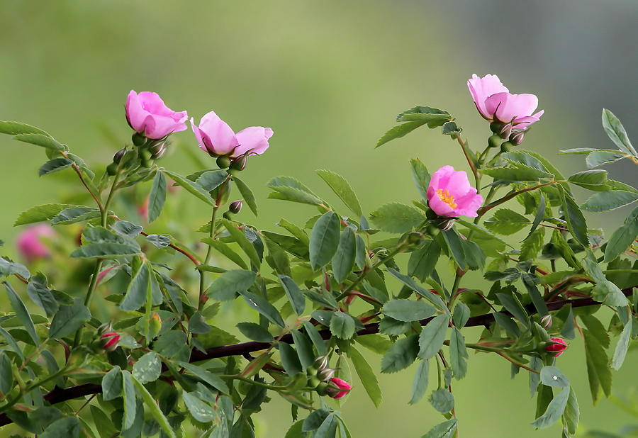 Wild Roses Photograph by Angie Vogel