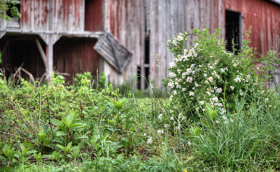 Barn Photograph - Wild Roses by JC Findley
