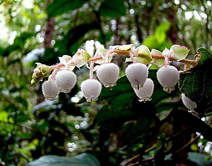 Wild Salal Blossoms Photograph by Nick Kloepping