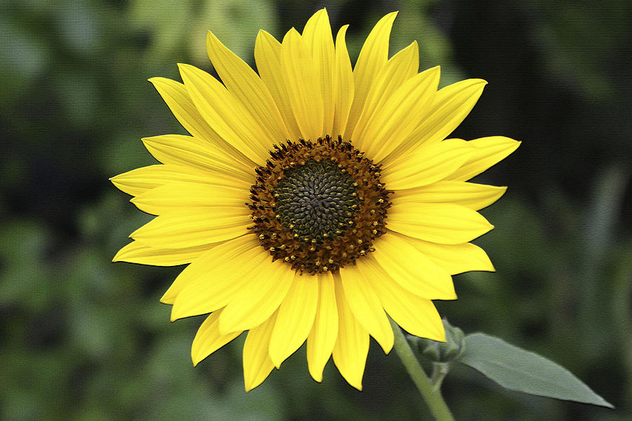 Wild September Sunflower Photograph by Barbara Dean