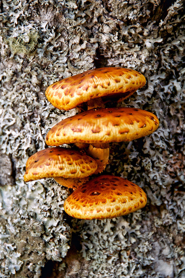 Wild Shiitake Mushrooms Photograph by Cathy Kovarik