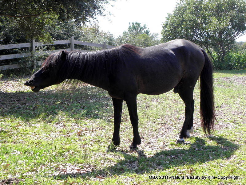 Wild Spanish Mustang Black Stallion not happy Photograph by Kim ...