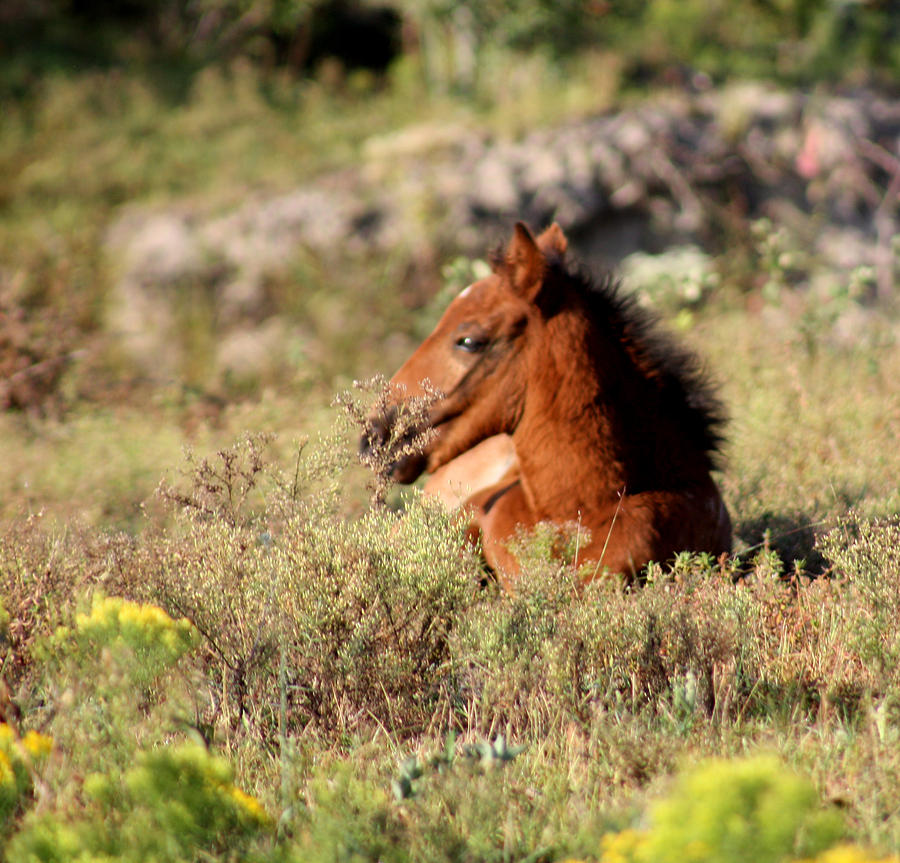Wild Spanish Mustang Foal Photograph by Kim Galluzzo