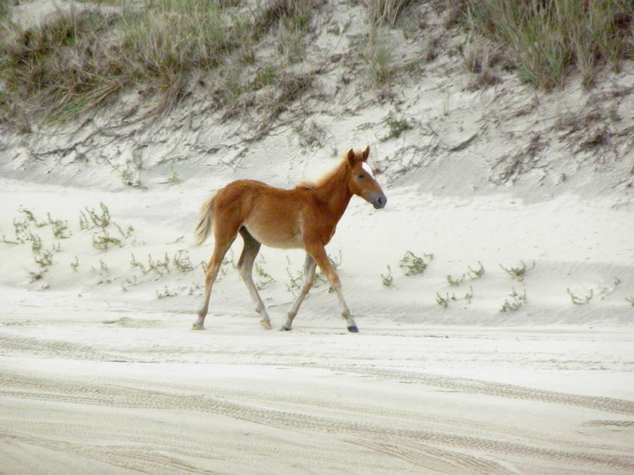 Wild Spanish Mustang Foal of the Outer Banks of North Carolina Photograph by Kim Galluzzo Wozniak