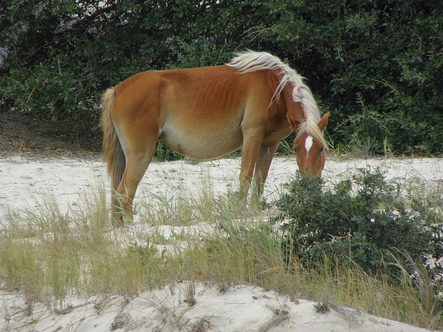 Wild Spanish Mustang Mare of the Outer Banks of North Carolina Photograph by Kim Galluzzo Wozniak