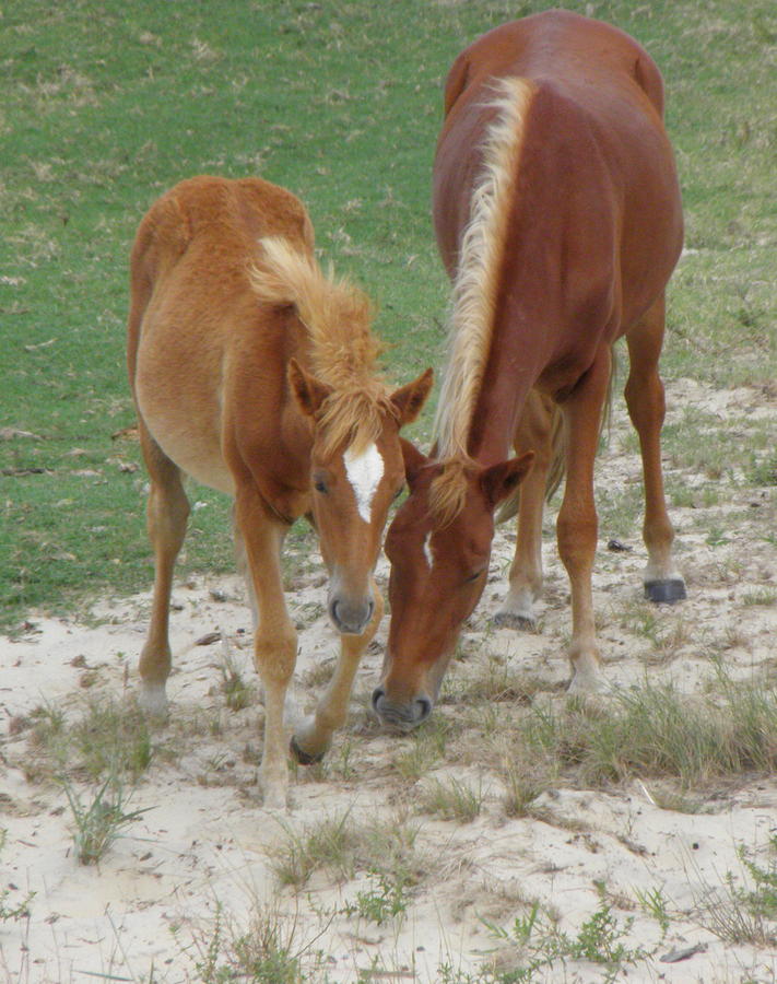 Wild Spanish Mustang mom and foal OBX NC Photograph by Kim Galluzzo