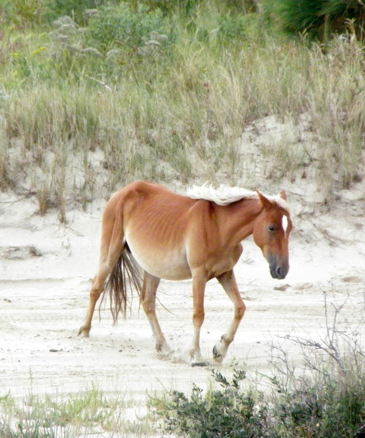 Wild Spanish Mustang Of The Outer Banks Nc Photograph by Kim Galluzzo